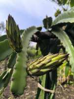 Agriprenuership